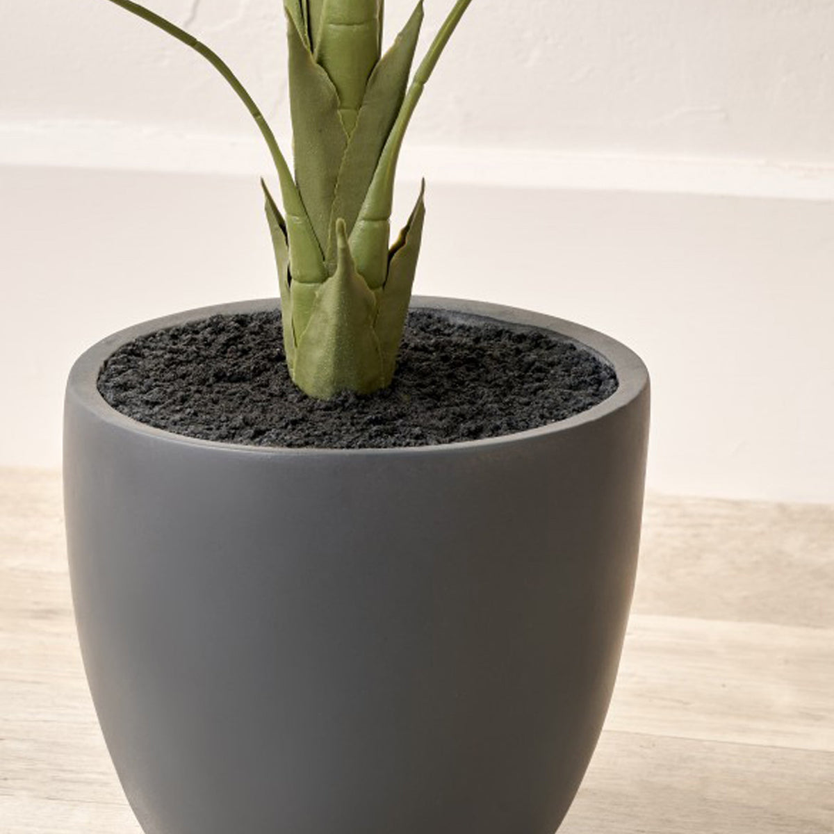 Elephant Ear Plant in Pot