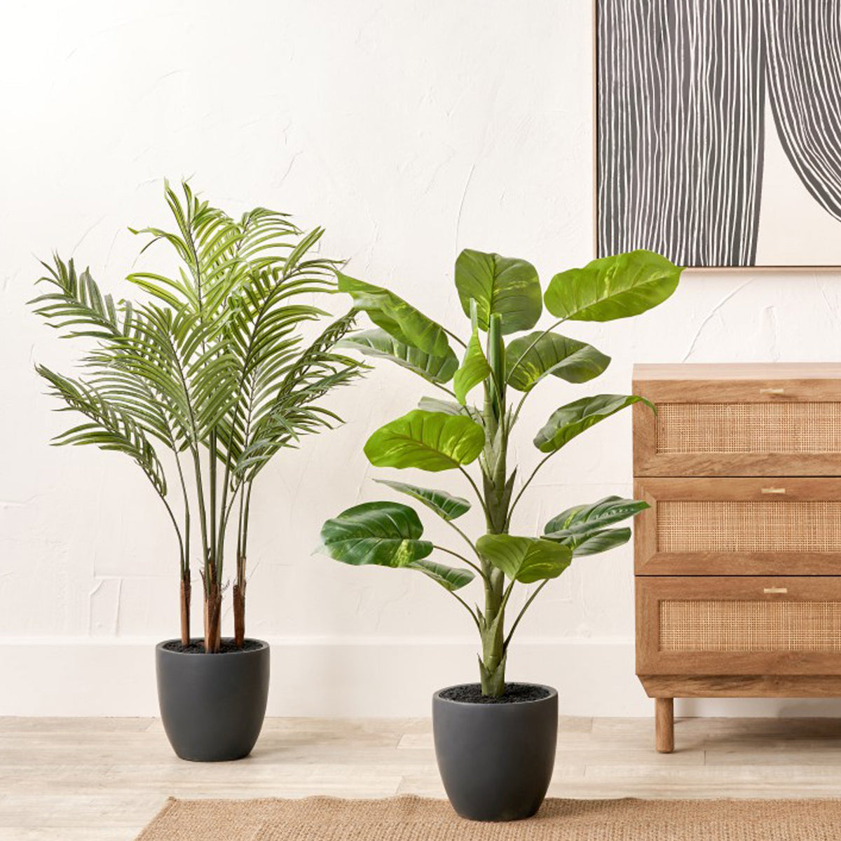 Elephant Ear Plant in Pot
