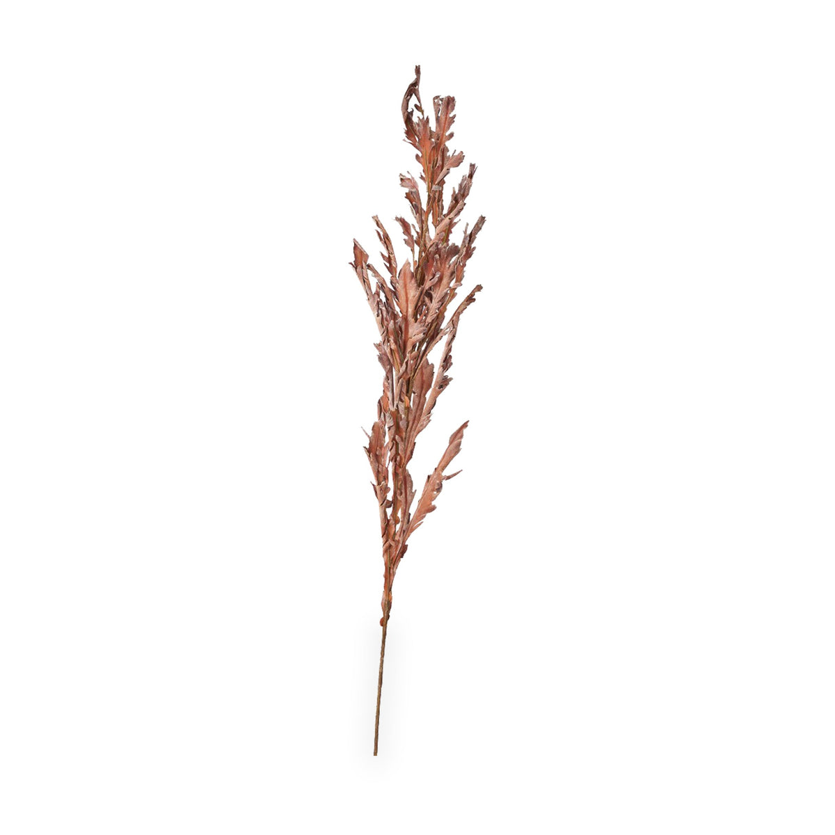 Mulberry Brown Dried Flower Bunch