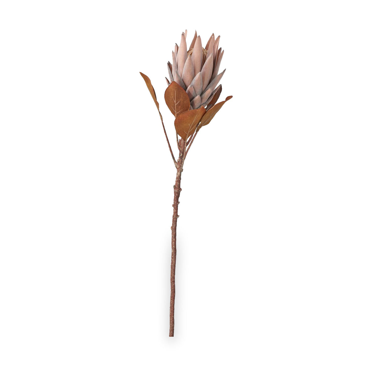 Mulberry Brown Dried Flower Bunch