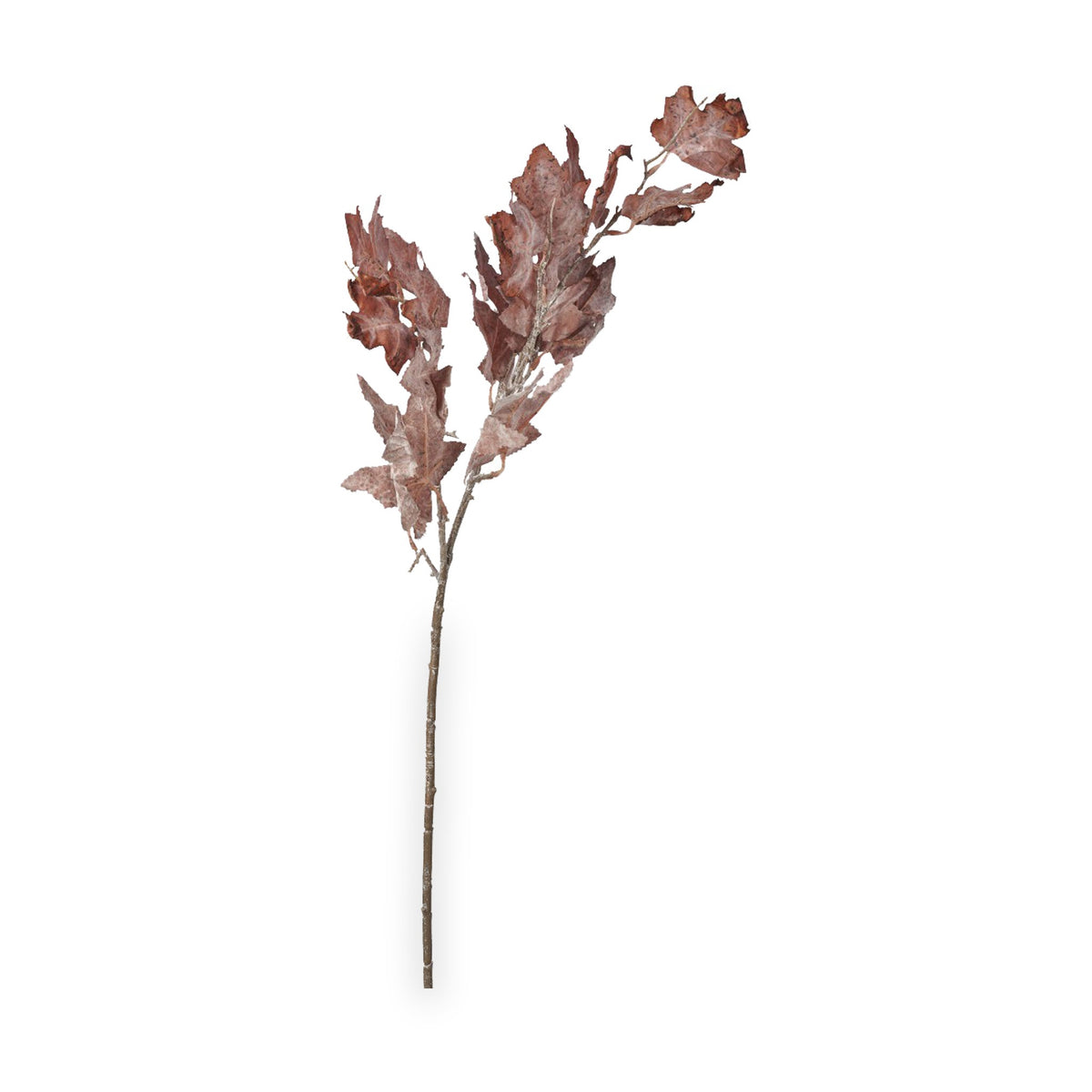 Mulberry Brown Dried Flower Bunch