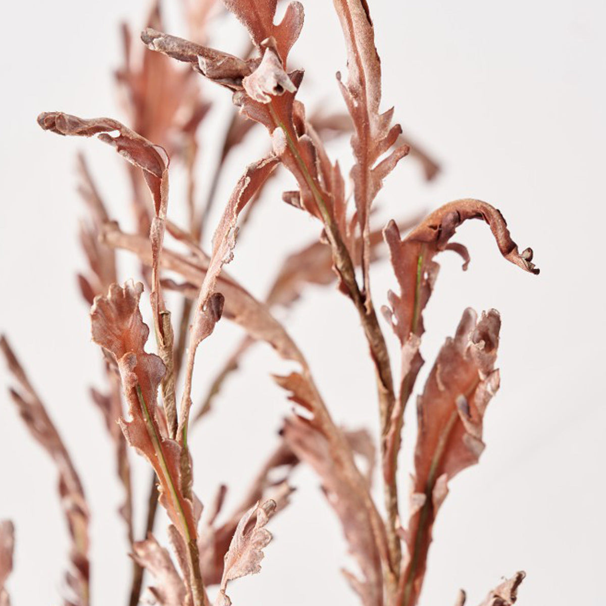 Mulberry Brown Dried Flower Bunch