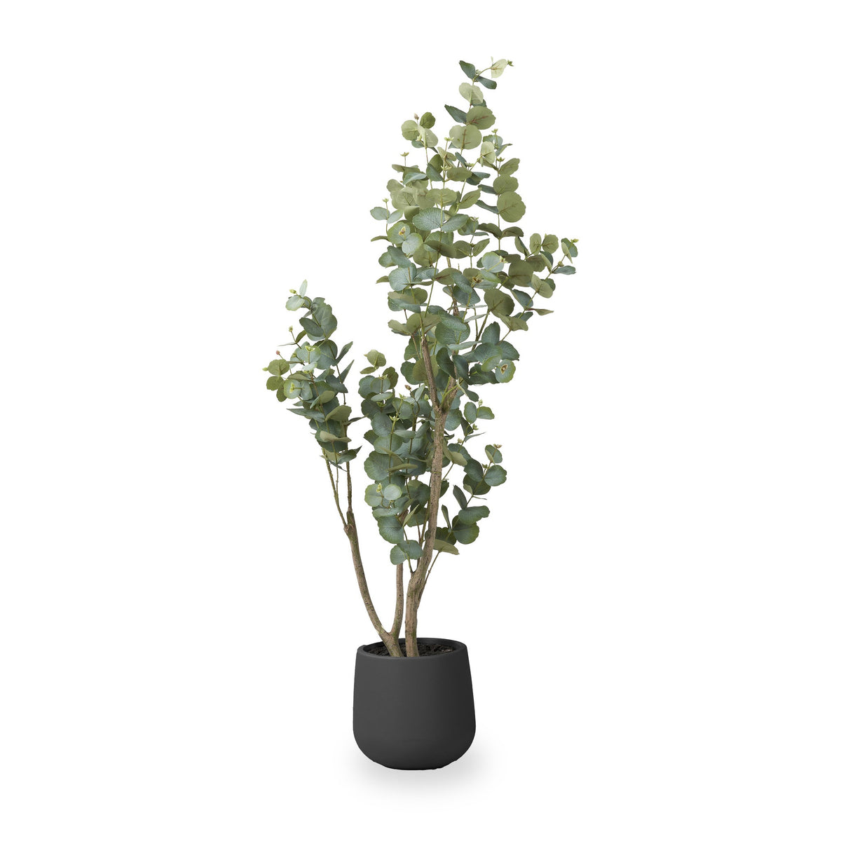 Eucalyptus Tree in Pot
