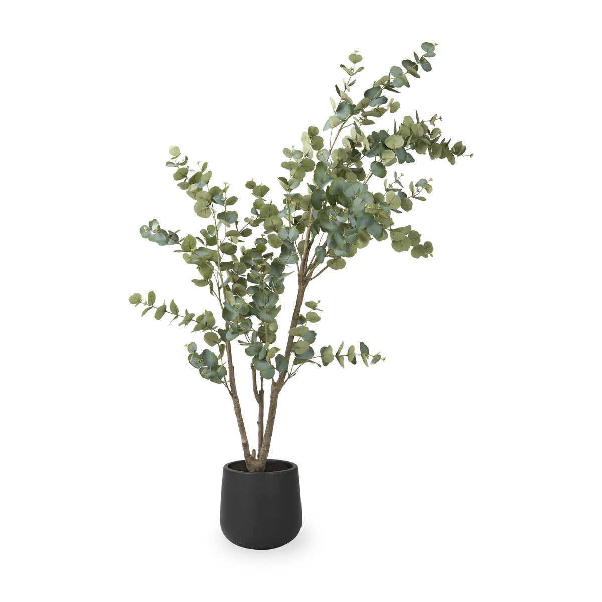Eucalyptus Tree in Pot