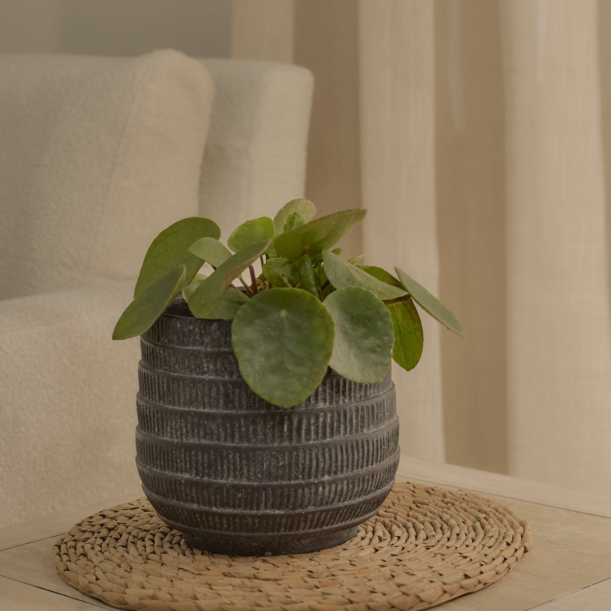 Abala Rustic Grey Cement Plant Pot