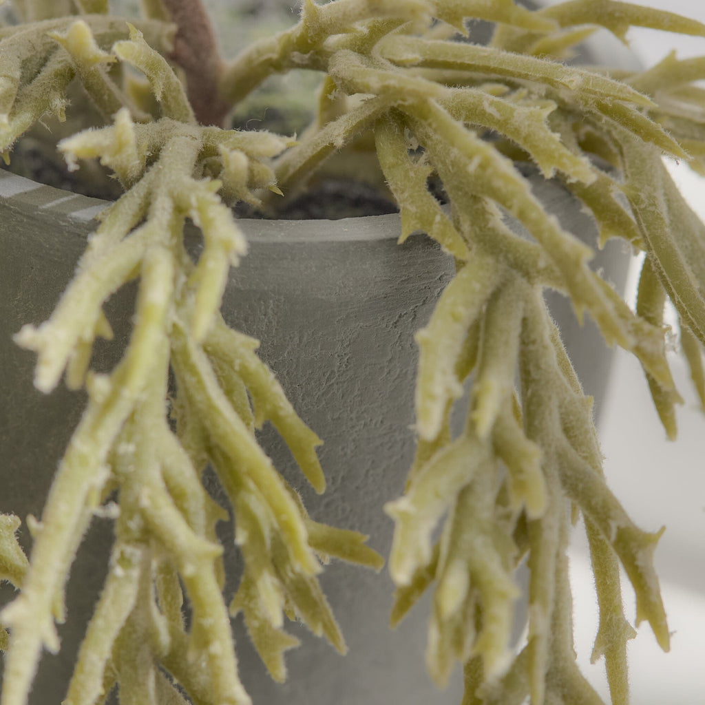 Kew Trailing Succulent in Cement Pot - 20cm
