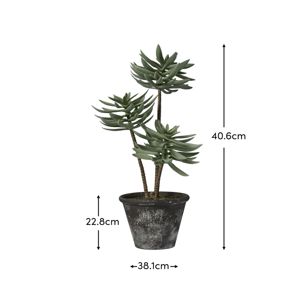 Kew 48cm Succulent In Paper Mache Pot