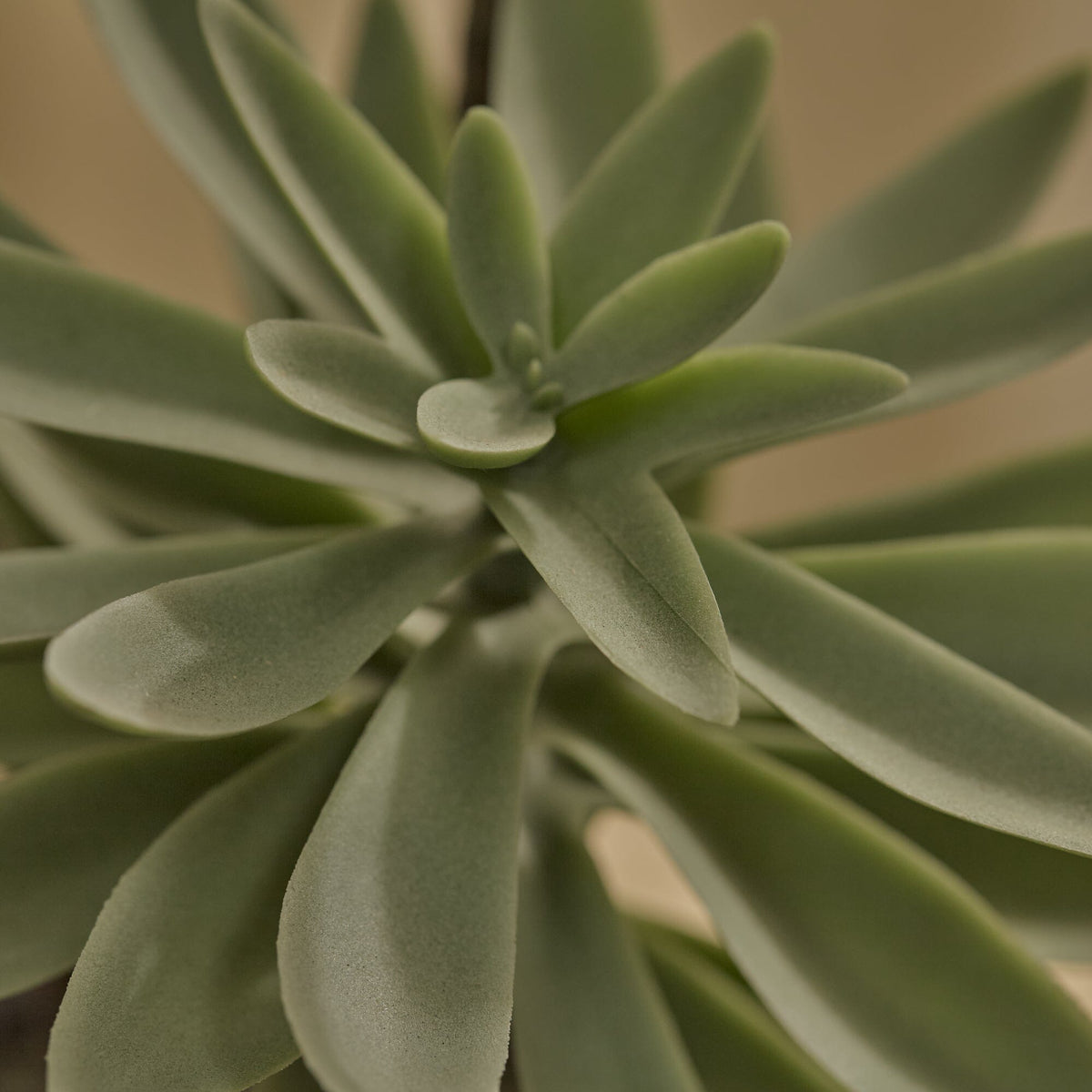 Kew 48cm Succulent In Paper Mache Pot