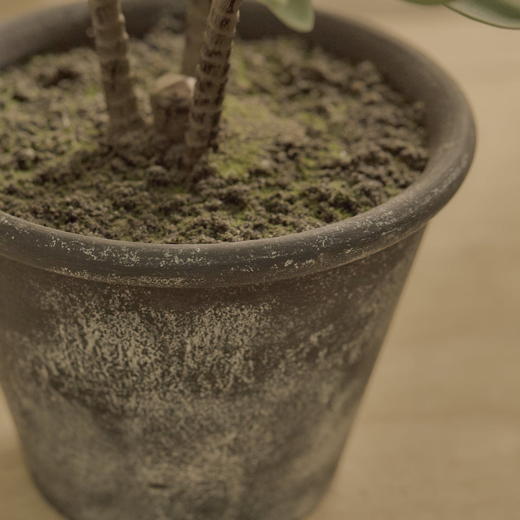 Kew 48cm Succulent In Paper Mache Pot