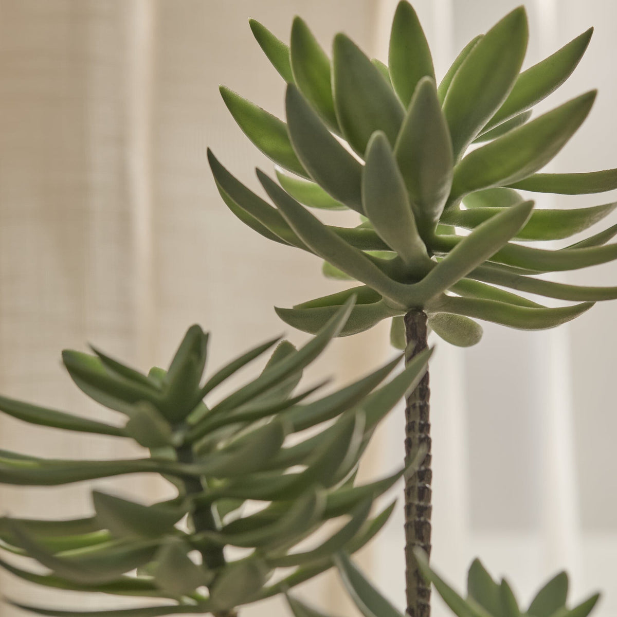 Kew 48cm Succulent In Paper Mache Pot