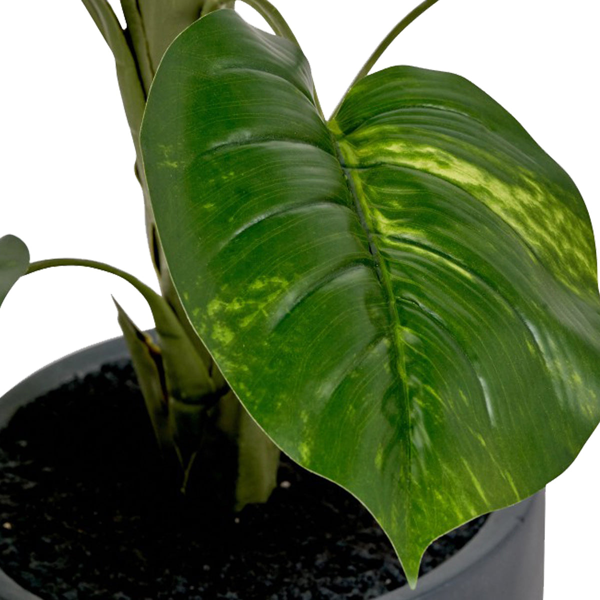Elephant Ear Plant in Pot