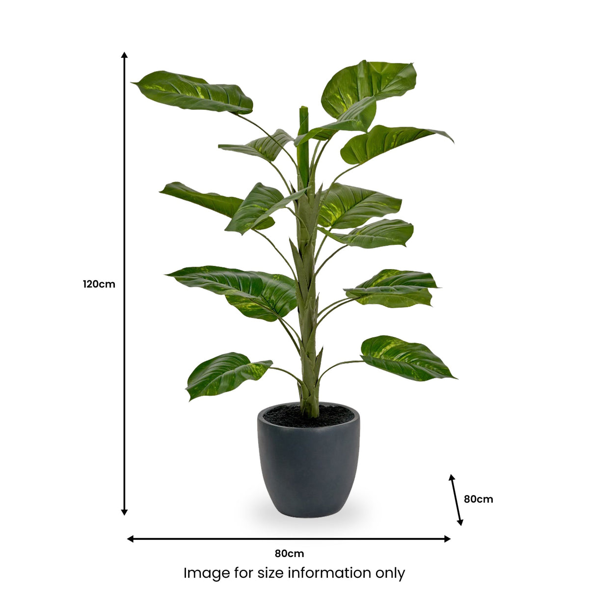 Elephant Ear Plant in Pot