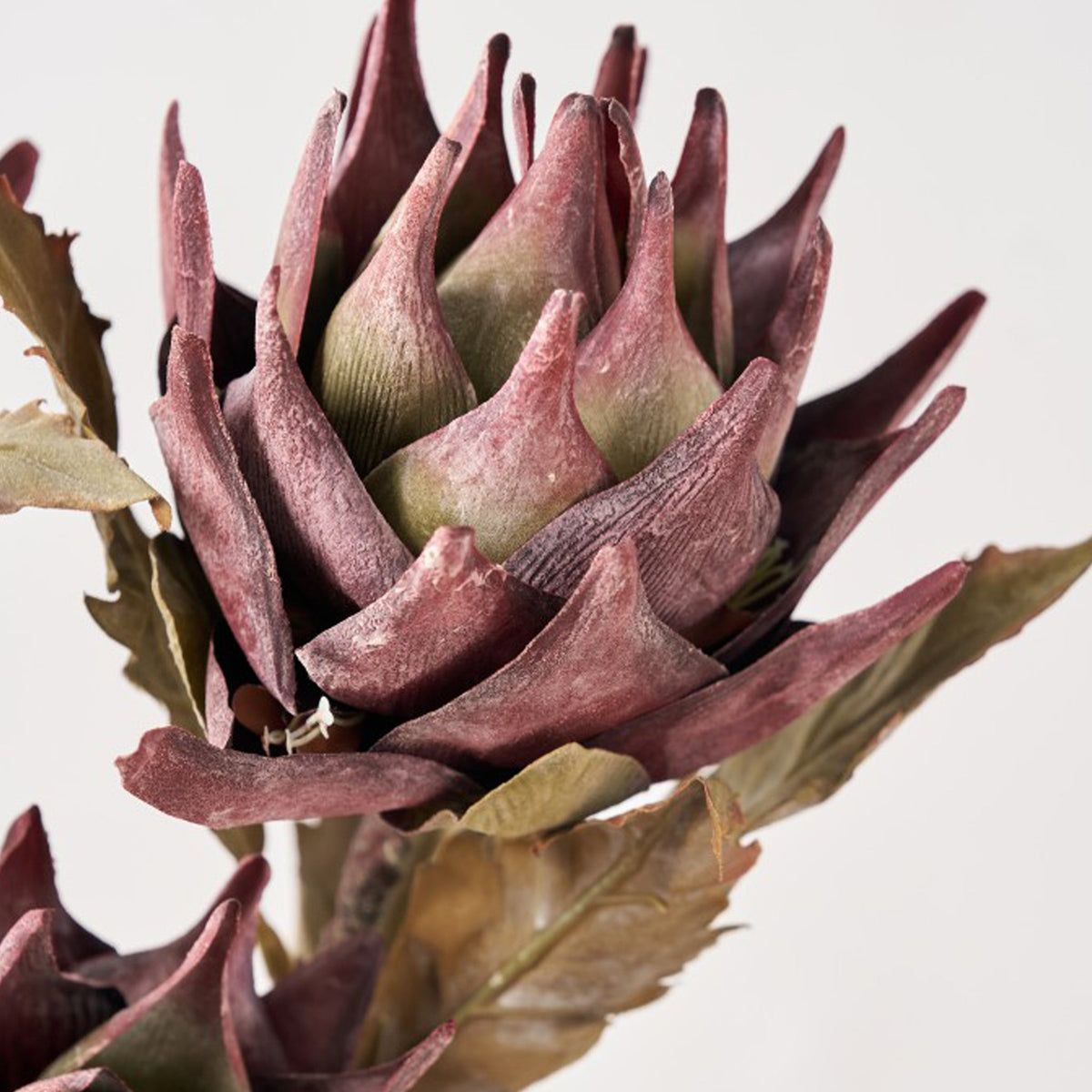 Mulberry Brown Dried Flower Bunch