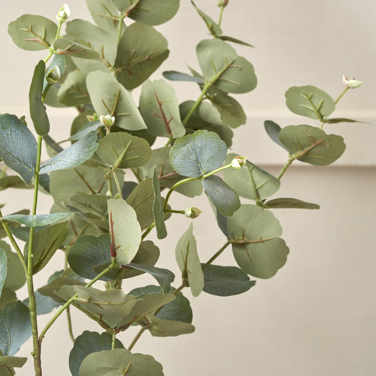 Eucalyptus Tree in Pot
