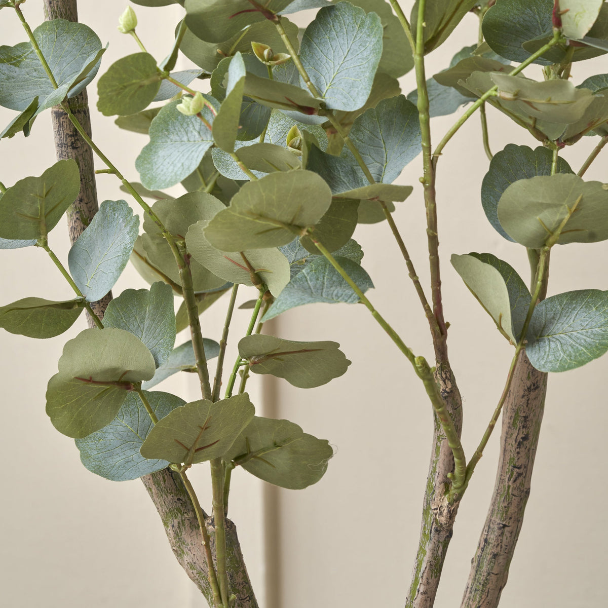 Eucalyptus Tree in Pot