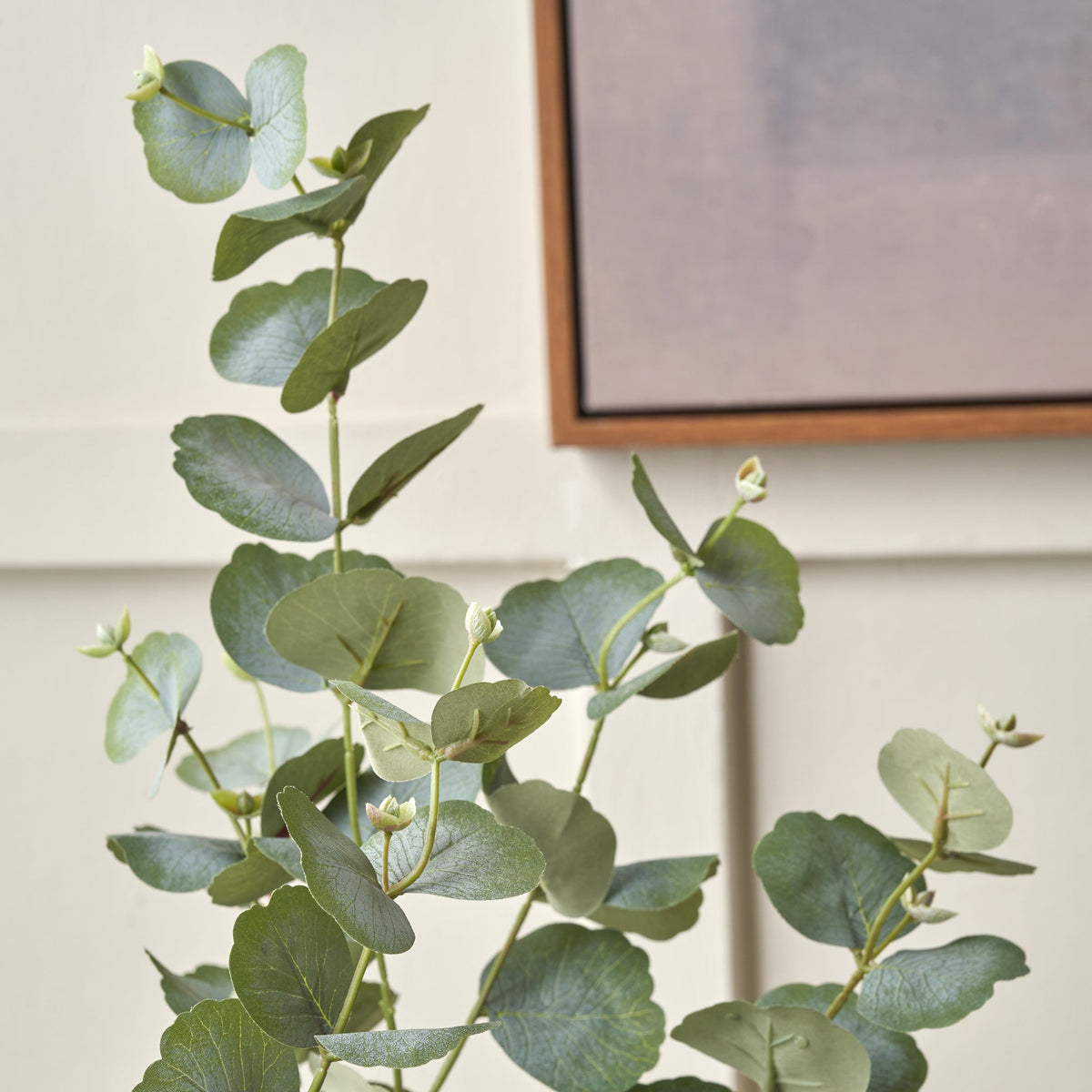 Eucalyptus Tree in Pot