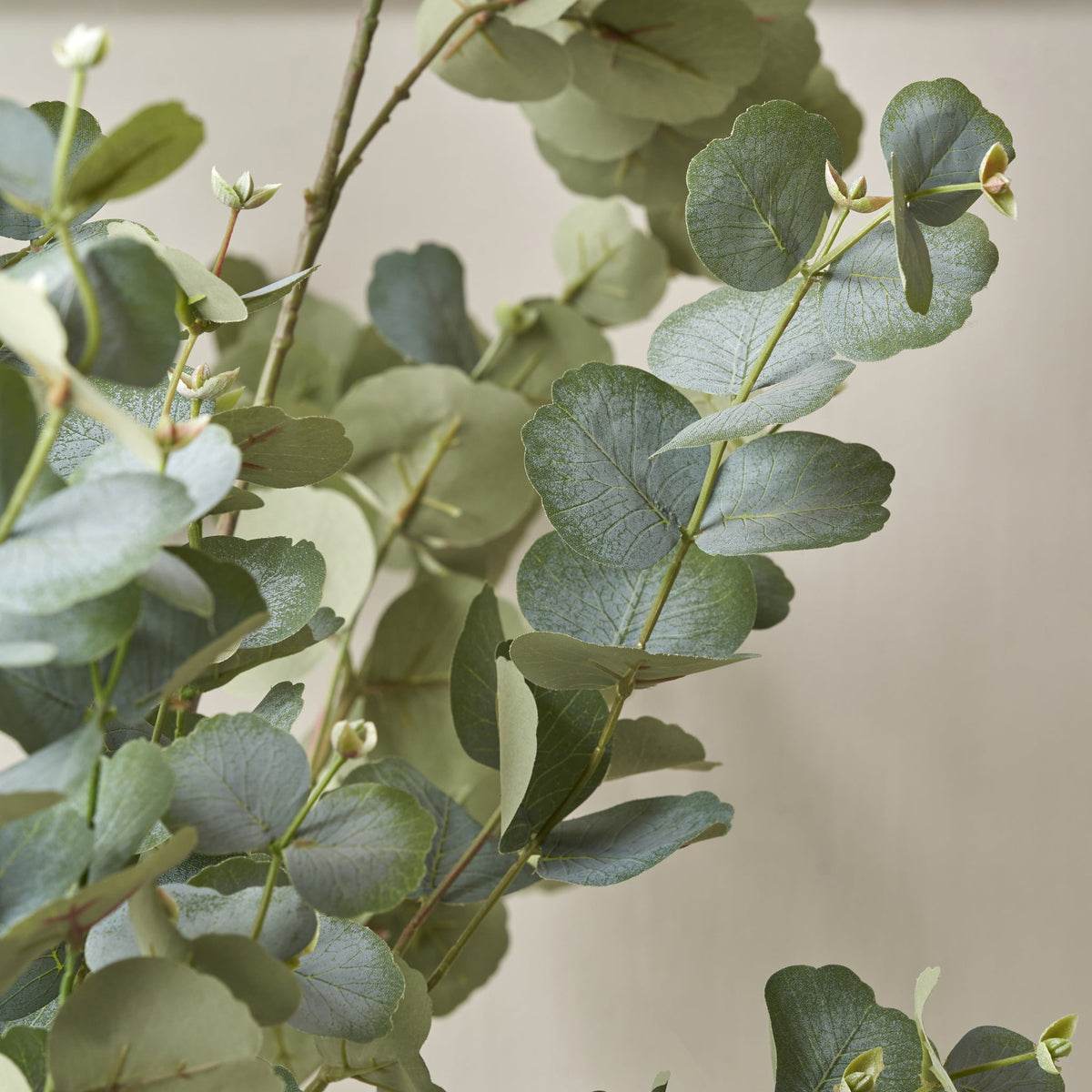 Eucalyptus Tree in Pot