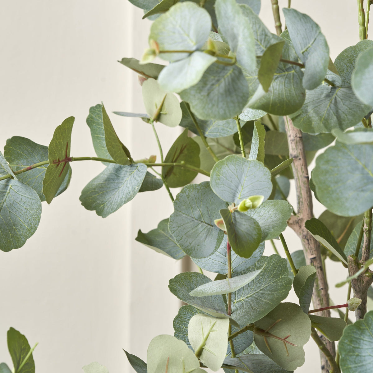 Eucalyptus Tree in Pot