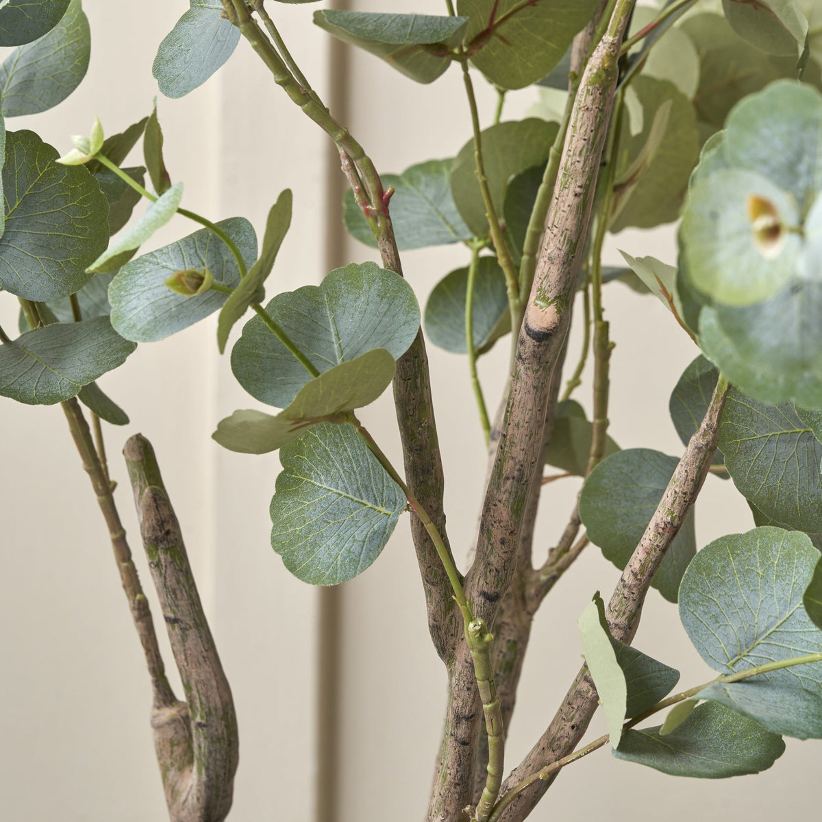 Eucalyptus Tree in Pot
