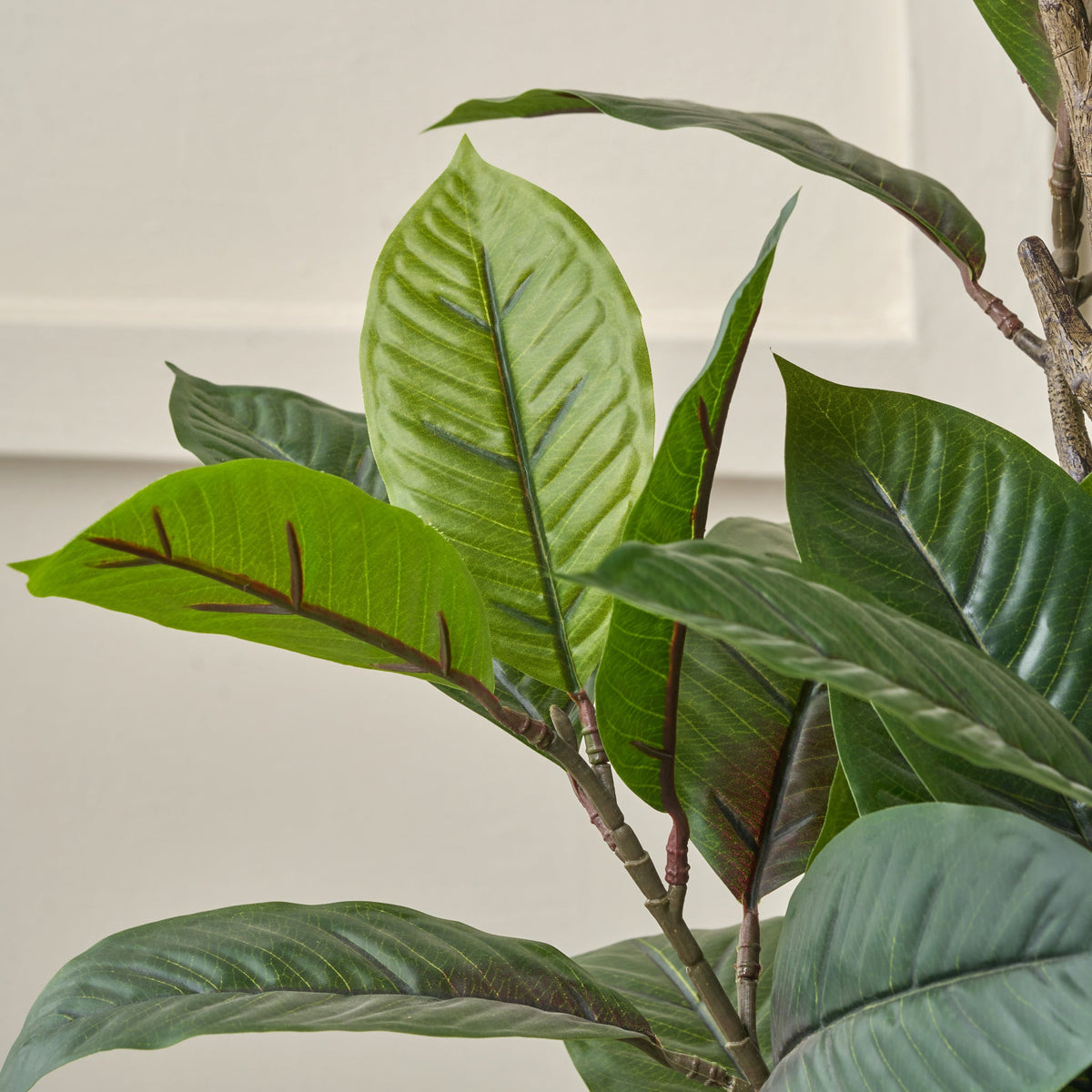 Magnolia Tree in Pot
