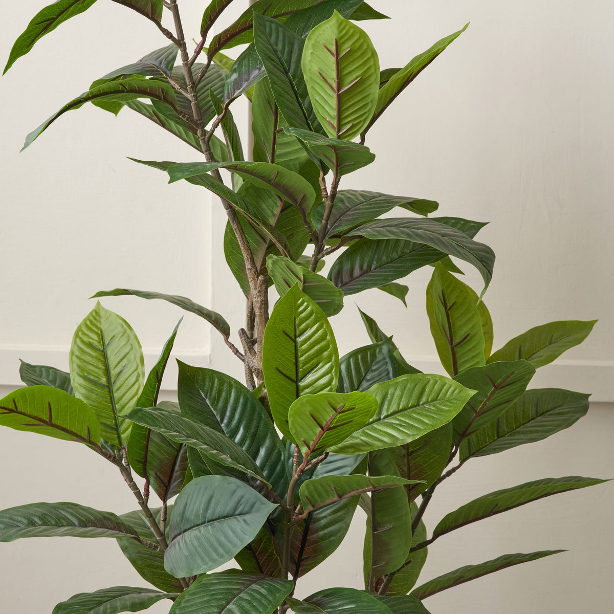 Magnolia Tree in Pot