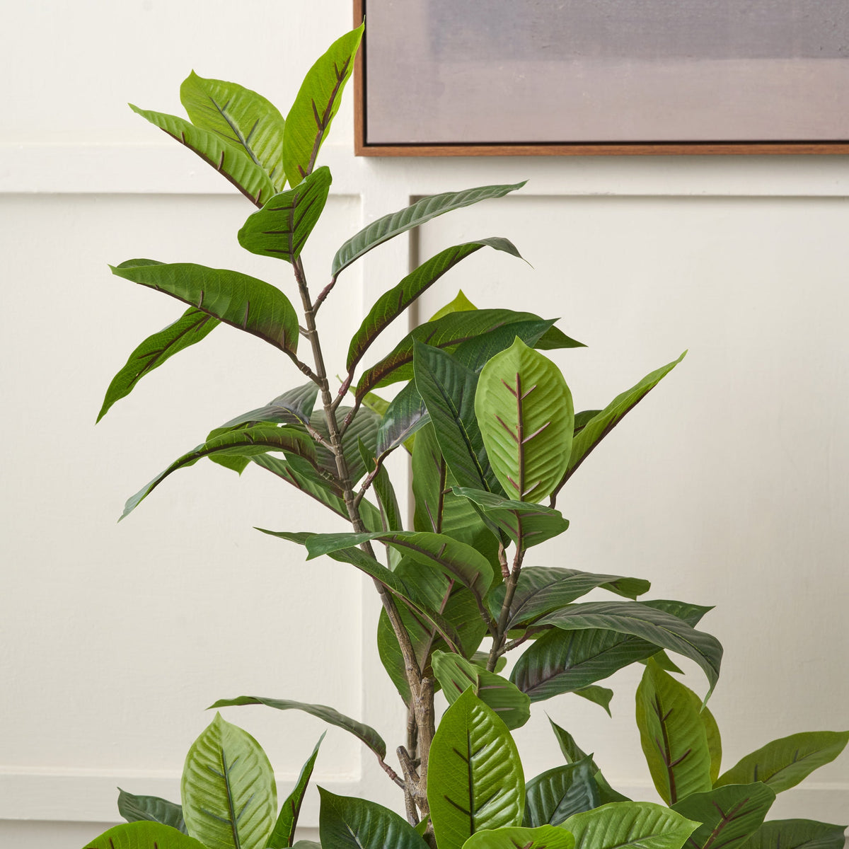 Magnolia Tree in Pot