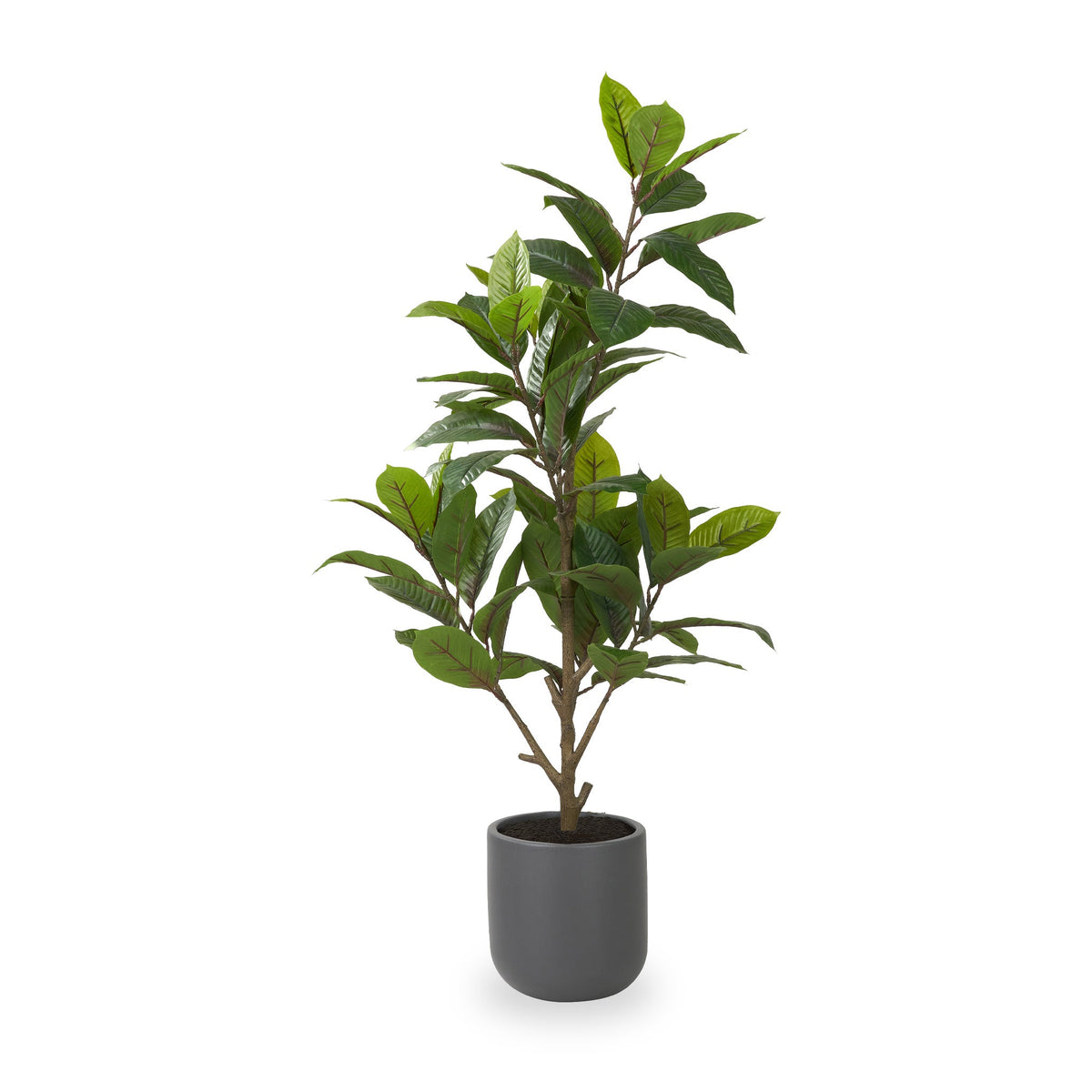 Magnolia Tree in Pot