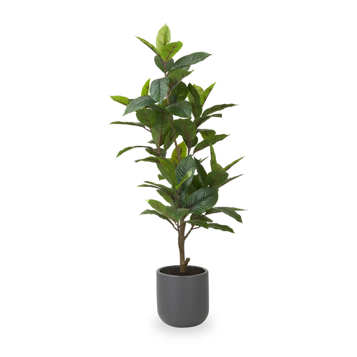 Magnolia Tree in Pot