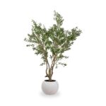 Extra Large Olive Tree - Image 2