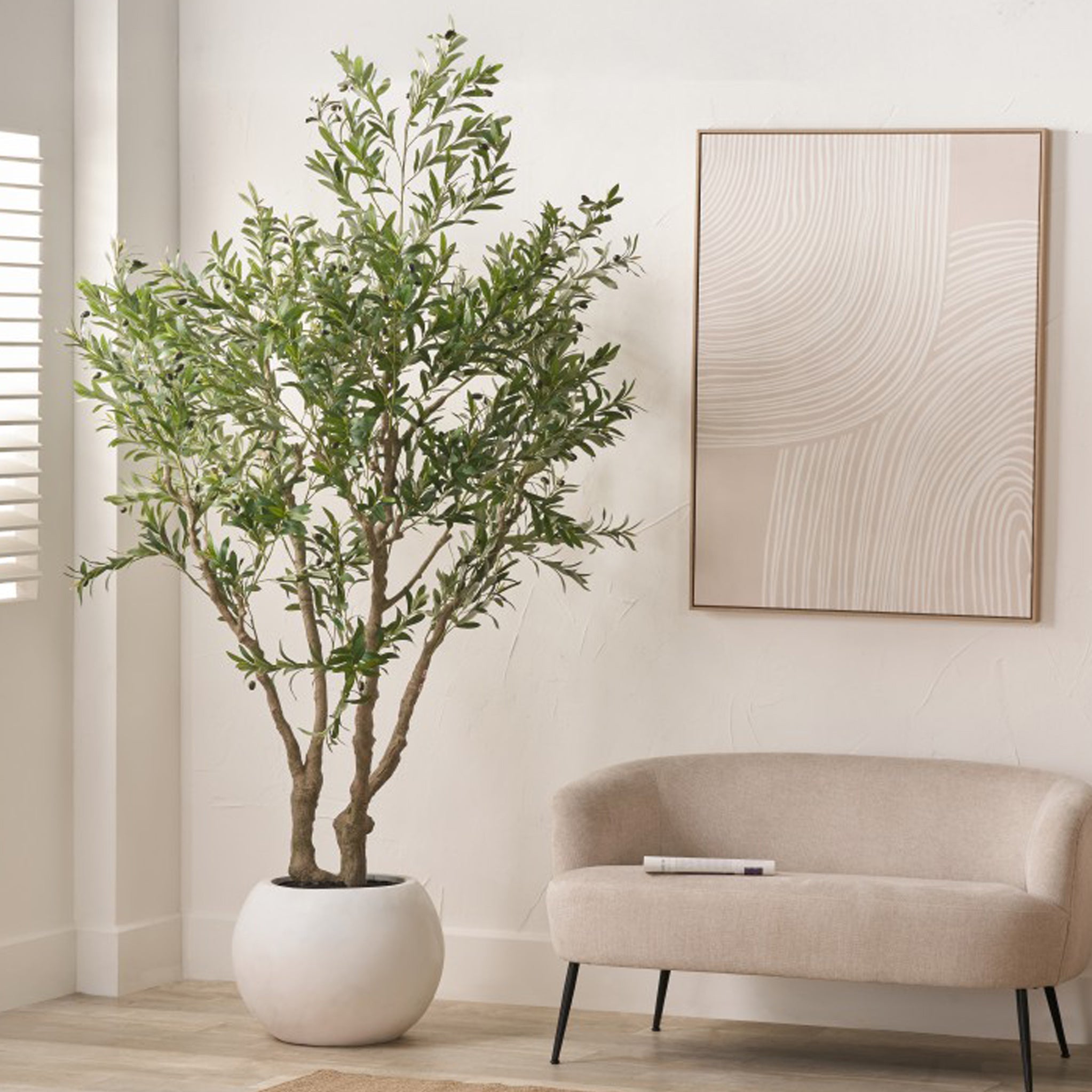 RFCFCP0003-Extra-Large-Olive-Tree-Life1 Extra Large Olive Tree - Image 1