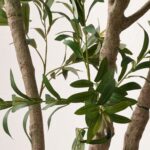 Extra Large Olive Tree - Image 4