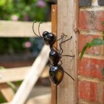 Medium Ant Wall Art