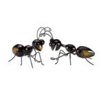 Medium and Large Wall Ant - Image 2