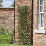 Maple Leaf 180 x 60cm Trellis