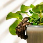 Tortoise Plant Pot Hanger Bronze Effect Resin Ornament 11cm - Image 2