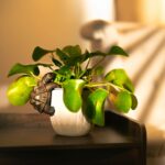 Tortoise Plant Pot Hanger Bronze Effect Resin Ornament 11cm - Image 3